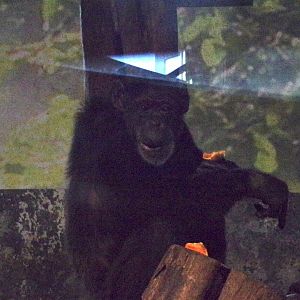 Chimpanzee 17.10.24
