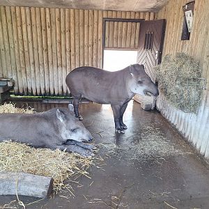 Tapirs