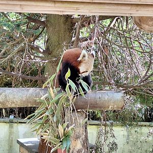 Red Panda