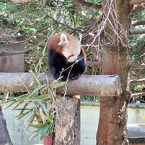 Red Panda