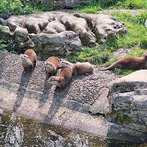 Asian Small-clawed Otters