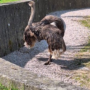 Ostrich