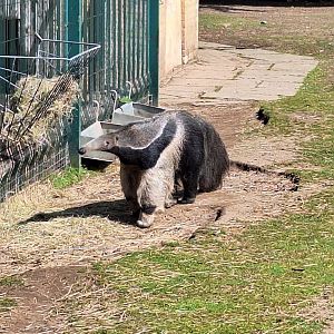 Giant Anteater