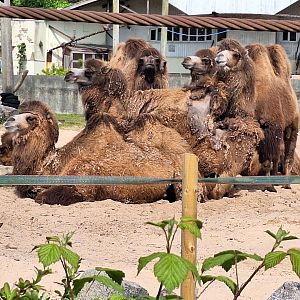 Bactrian Camels