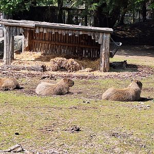 Capybaras (and some Patagonian Maras in the background)