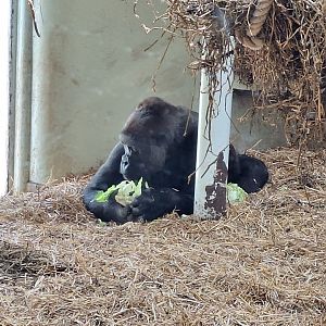 Gorilla