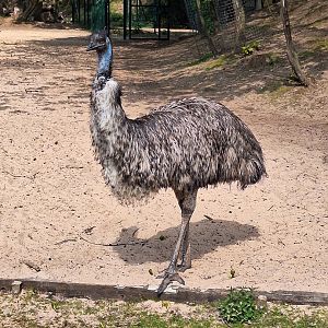 Emu