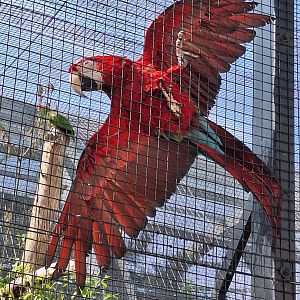 Green-winged Macaw