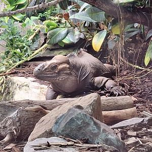 Rhinoceros Iguana