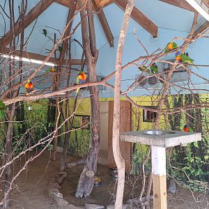 Rainbow Lorikeets