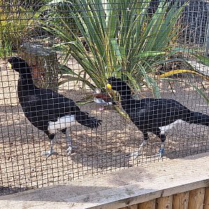 Black Curassows (and a Ringed Teal in the background)
