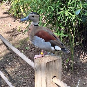 Ringed Teal