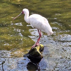 African Spoonbill