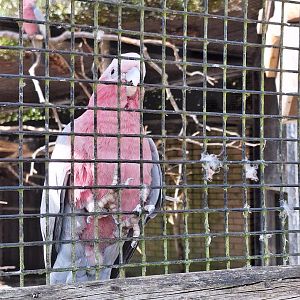 Galah