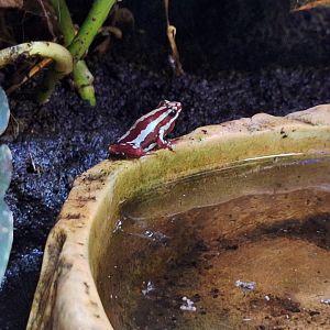 Phantasmal Poison Dart Frog