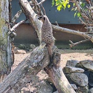 Meerkat