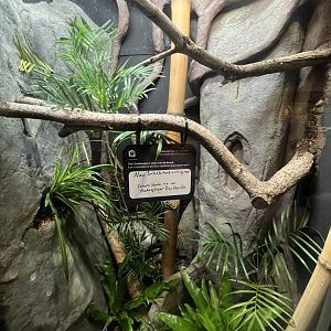 Reptile and Amphibian House