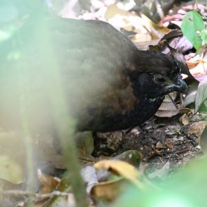 Black-breasted Wood-quail (Odontophorus leucolaemus)
