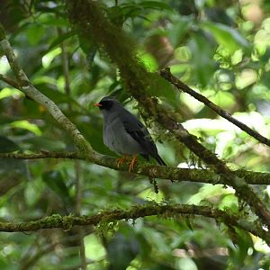 Black-faced Solitaire (Myadestes melanops)