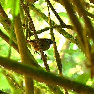 Grey-breasted Wood-wren (Henicorhina leucophrys)