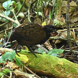 Black-breasted Wood-quail (Odontophorus leucolaemus)