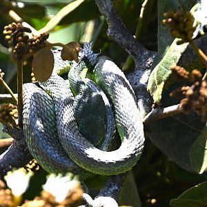 Side-striped Pit Viper (Bothriechis lateralis)