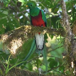 Resplendent Quetzal (Pharomachrus Mocinno)