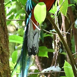 Resplendent Quetzal (Pharomachrus Mocinno)