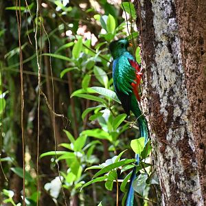 Resplendent Quetzal (Pharomachrus Mocinno)