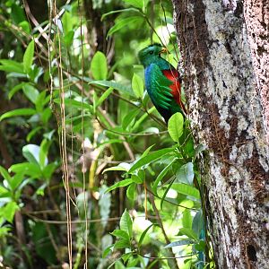 Resplendent Quetzal (Pharomachrus Mocinno)