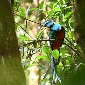 Resplendent Quetzal (Pharomachrus Mocinno)