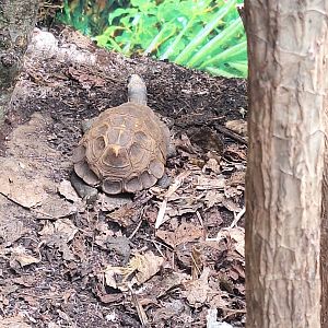 Tortoise or Turtle ID - Blackpool Zoo
