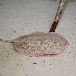 Bullseye Round Stingray