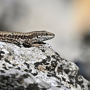Common wall lizard