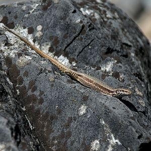 Common wall lizard (Podarcis muralis)