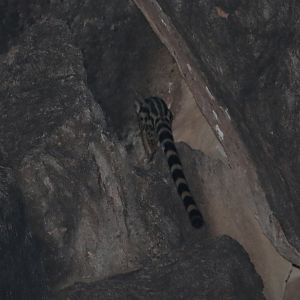 Abyssinian Genet (Genetta abyssinica)