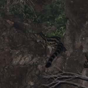 Abyssinian Genet (Genetta abyssinica)