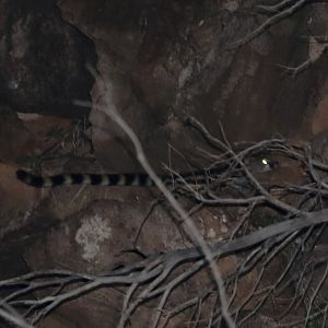 Abyssinian Genet (Genetta abyssinica)