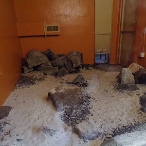 Pallas cat indoors 17.10.24