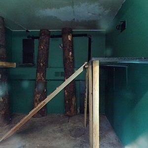 Future binturong indoors 17.10.24