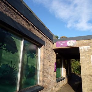 Pallas cat indoor viewing 17.10.24