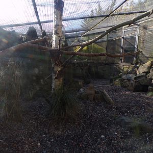 Pallas cat enclosure (formerly armadillo and mongoose) 17.10.24