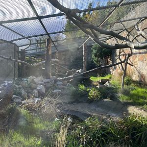 Pallas cat enclosure 17.10.24