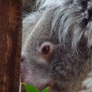 Koala 17.10.24