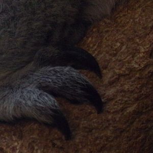 Koala claw 17.10.24