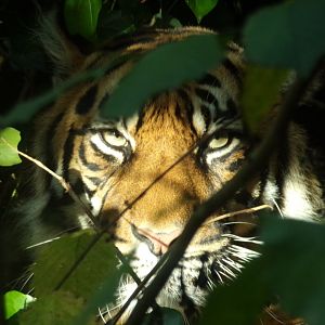 Sumatran tiger 17.10.24