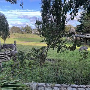 Grevy’s zebras 17.10.24