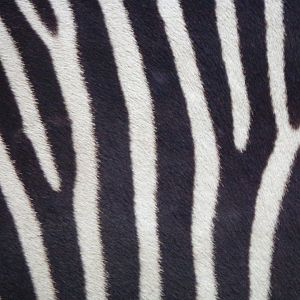 Zebra closeup 17.10.24