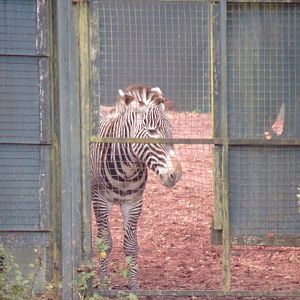Grevy’s zebra 17.10.24