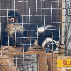 Lake Hartwell Safari - Black & White Ruffed Lemur and Geoffroy's Spider Monkey (10/26/24)